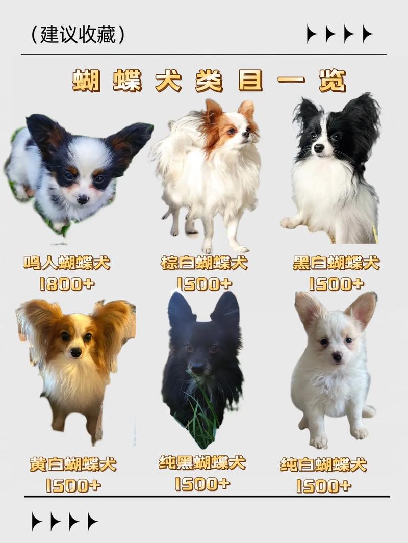 世界前十最易训练的狗,容易训练的狗排名榜