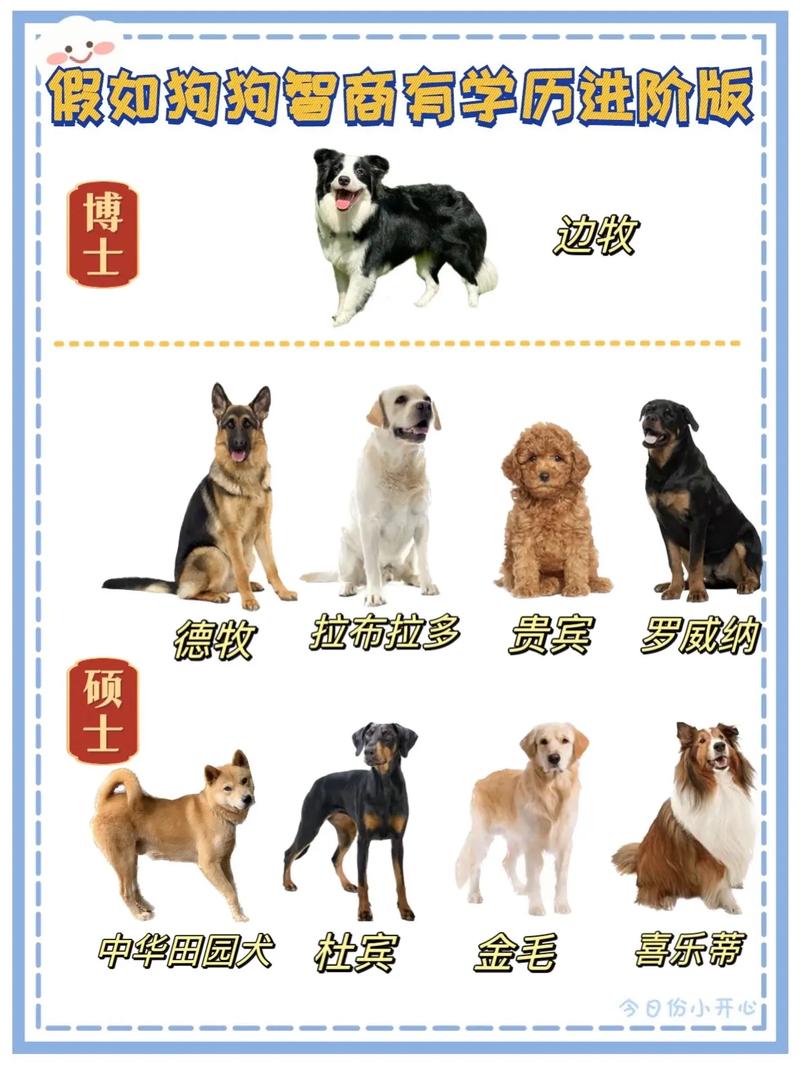 小型犬聪明排名聪明的狗狗更易训练?