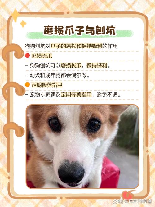 狗在家里刨地板有什么预兆