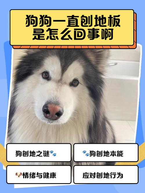 狗狗为什么开始刨地板了