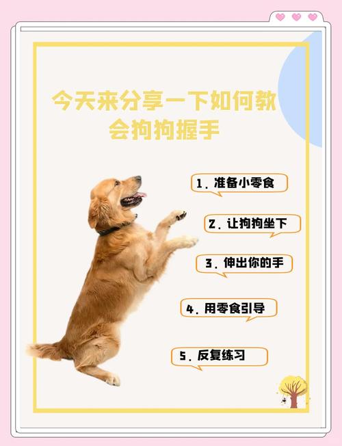 怎么教狗狗握手,教狗狗三招有趣的技能
