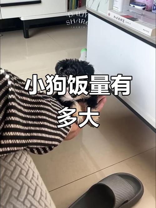 拉布拉多多大可以吃干狗粮