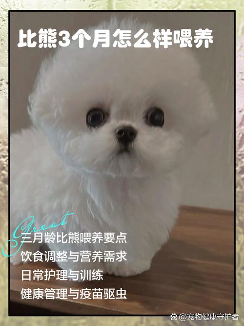 小狗几个月可以吃干狗粮