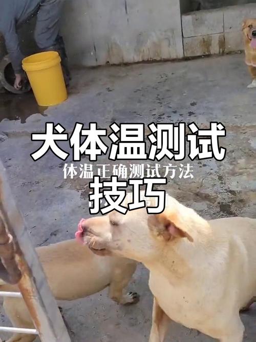 可以用人的体温表给狗狗量体温吗