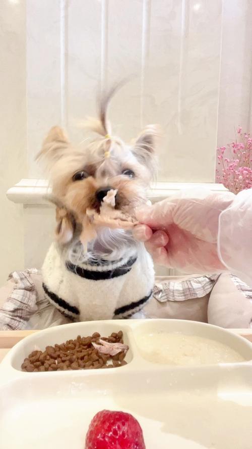 狗狗能吃鸡翅吗