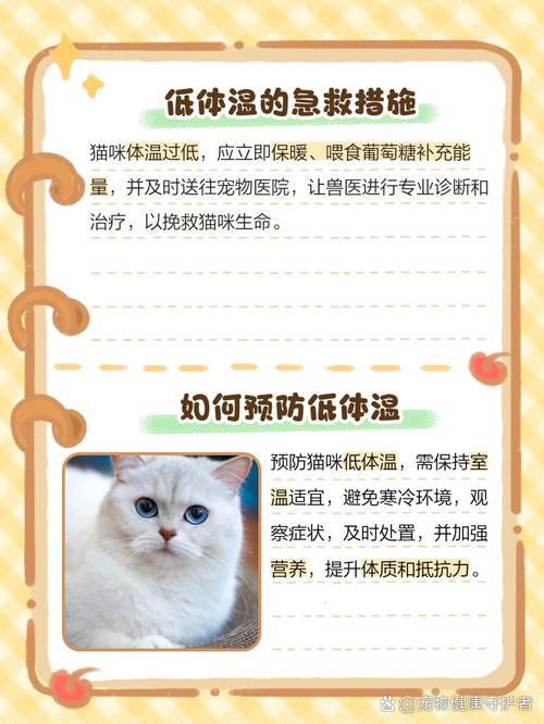 猫咪体温只有37度怎么办