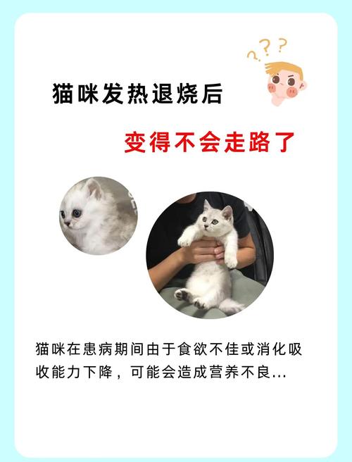 猫体温低怎么救回来(猫体温低没精神不吃东西)