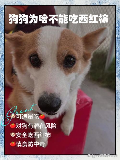 狗可不可以吃西红柿