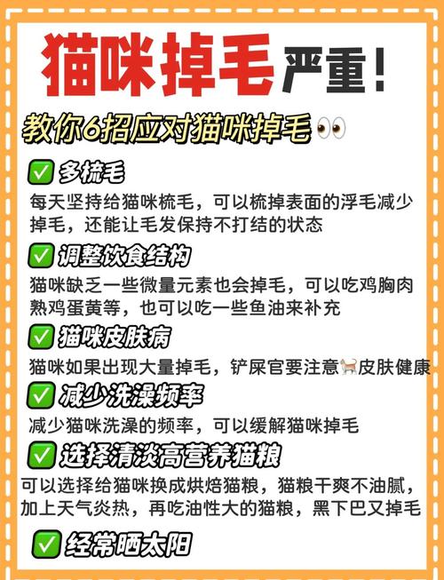 猫咪身上掉毛怎么办