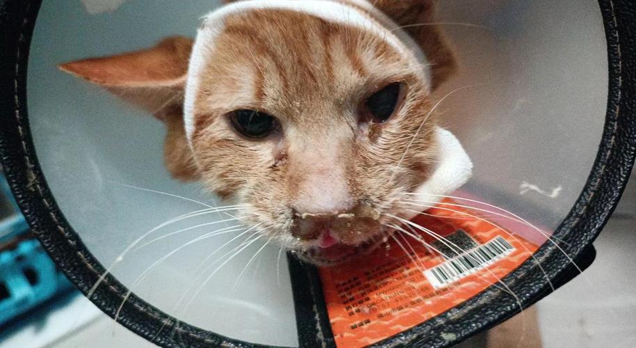 猫咪上呼吸道感染有什么症状