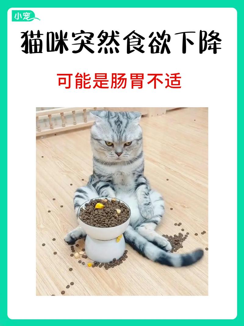 猫咪突然胃口不好求助