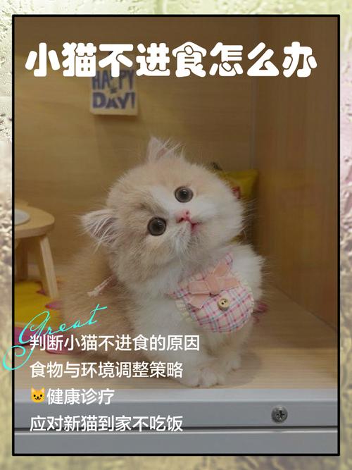 猫咪食欲差怎么办