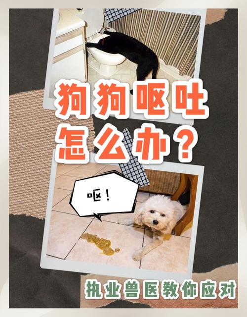狗狗吃什么吐什么喝水都吐