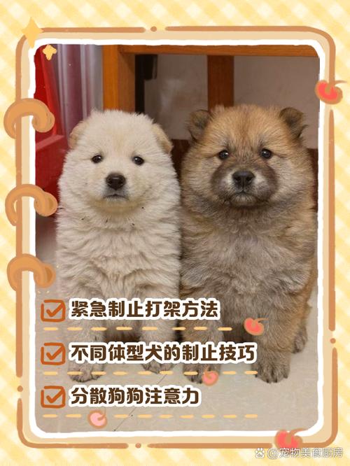 我家里养的两只狗子喜欢打架怎么办?