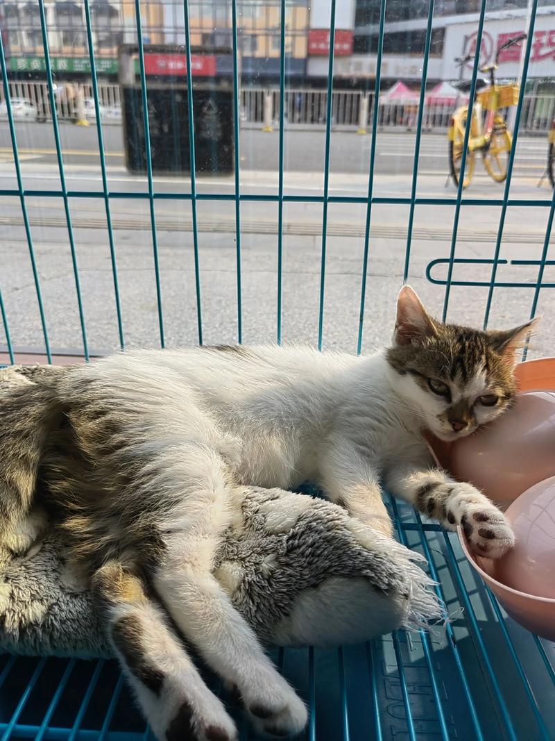 猫几个月可以怀孕