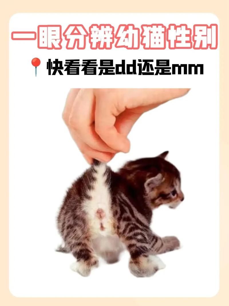 三四个月的猫怀孕