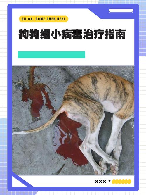 狗狗得了细小用什么药物治疗