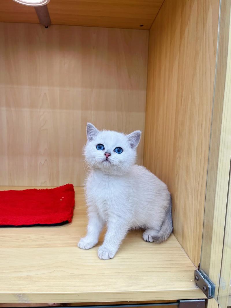 带财气的猫名字