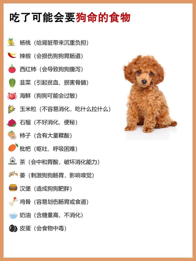 泰迪狗年龄的对照表