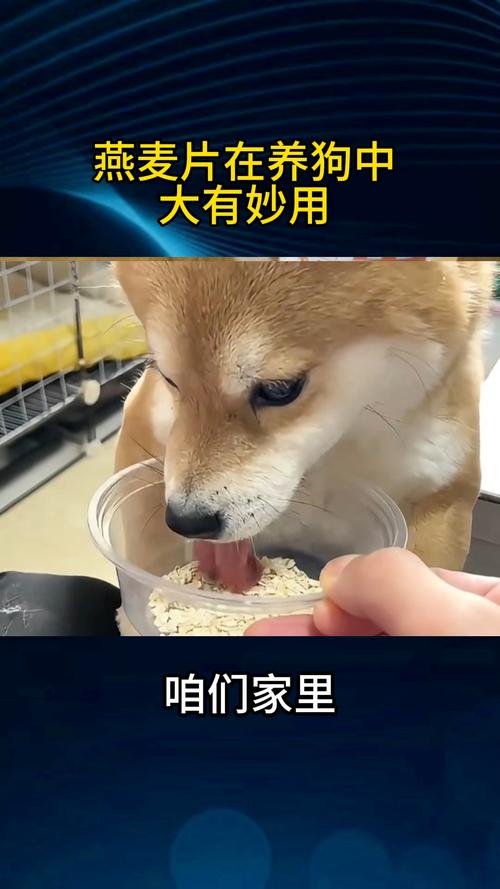 狗狗吃燕麦片的吃法