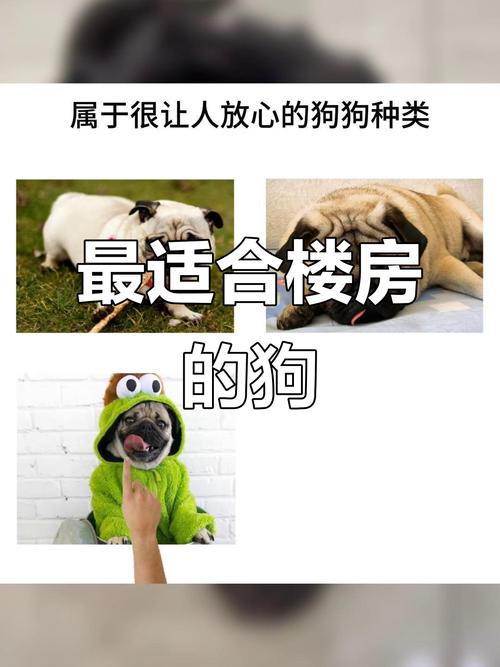 对于新手来说,这十种狗狗比较好养!