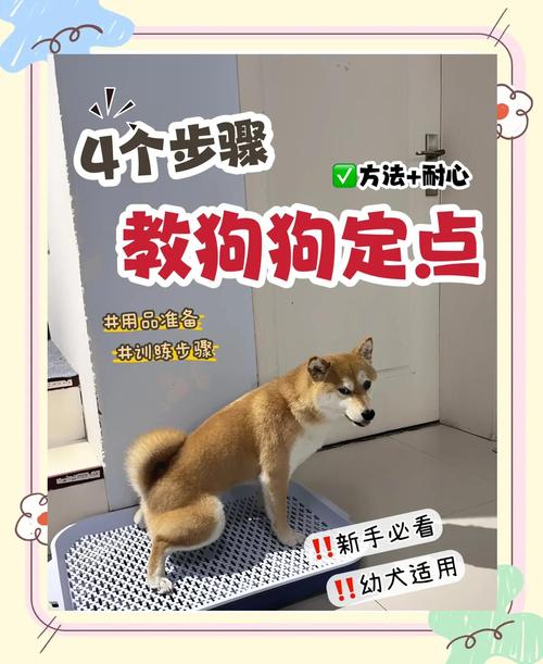 狗狗上不了厕所怎么办,4个方法可让其更快排泄