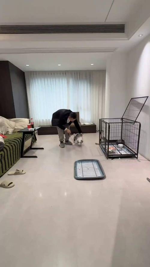 狗狗便秘如何快速通便