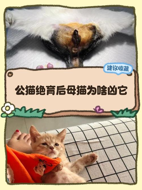 猫突然变得很凶攻击主人