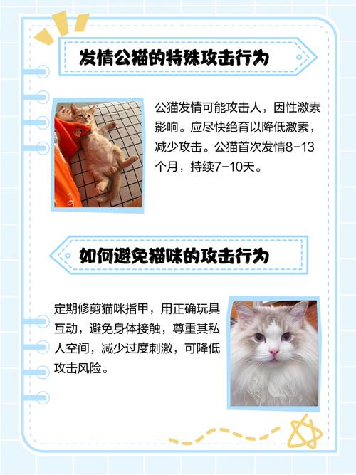 为什么猫咪突然变得很凶?