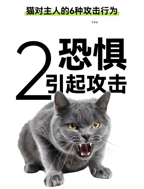 猫咪突然变得很凶,一直叫是什么原因导致的呢?