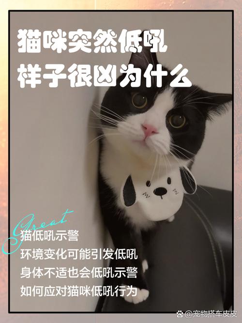 我家猫咪看见我带另一只猫回来对我很凶还嘶吼我,一摸它就叫以前从来没...
