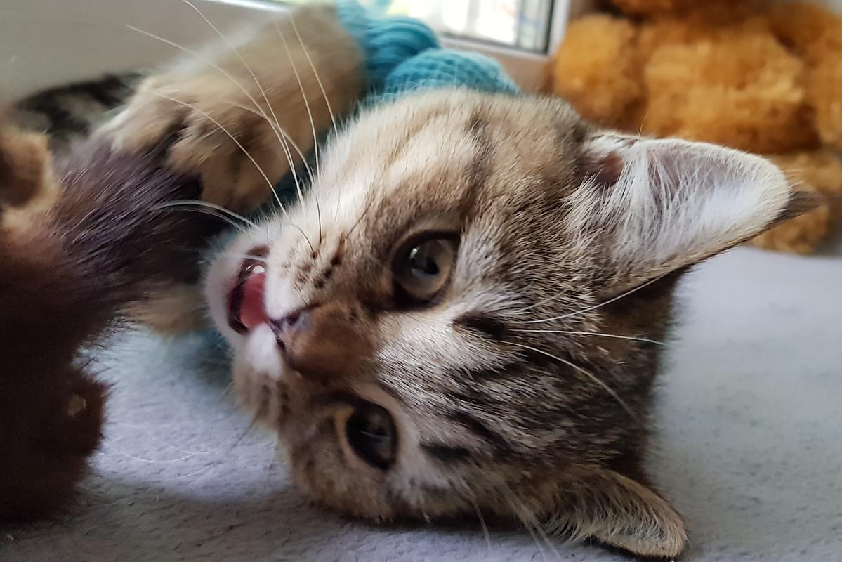 本来很乖的猫突然很凶是怎么回事为什么越养越不亲