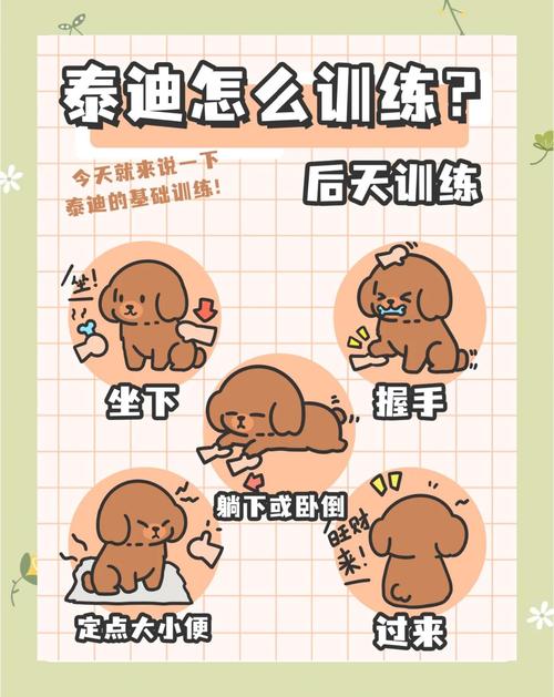 泰迪犬的胆子很小怎么训练