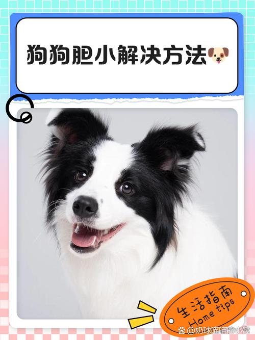 我家狗狗胆子好小怎么办