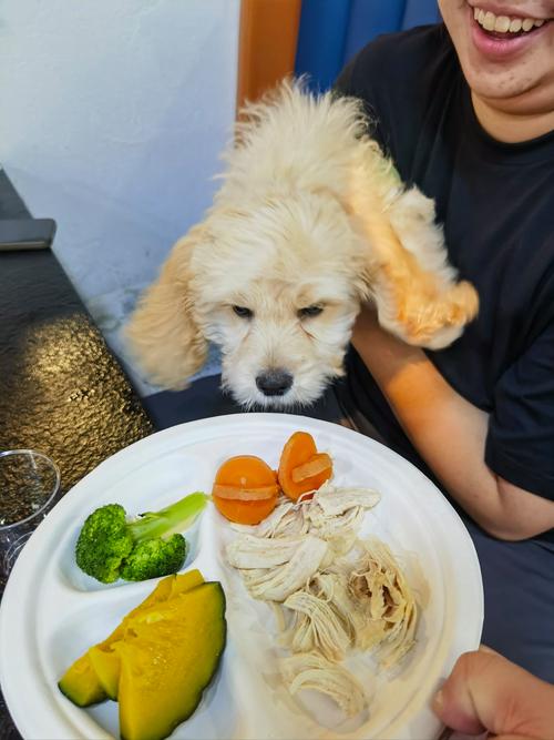 狗狗吃油麦菜好吗
