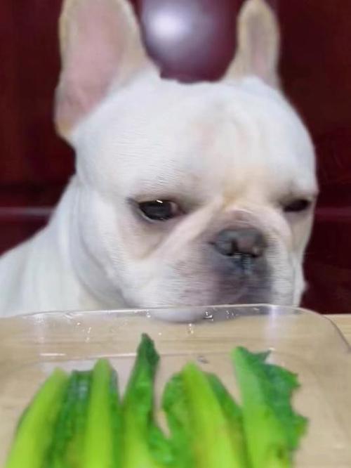 狗狗可以长期吃的蔬菜