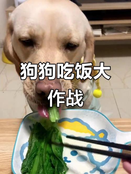 狗能吃油麦菜吗