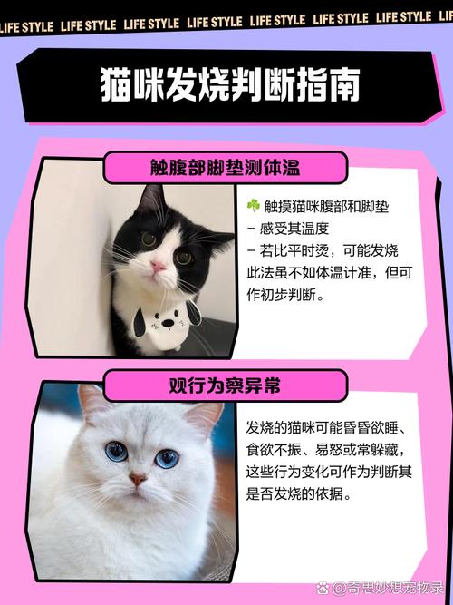 猫咪会发烧吗怎么判断