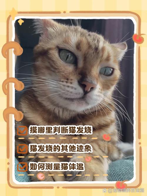 如何判断猫咪发烧