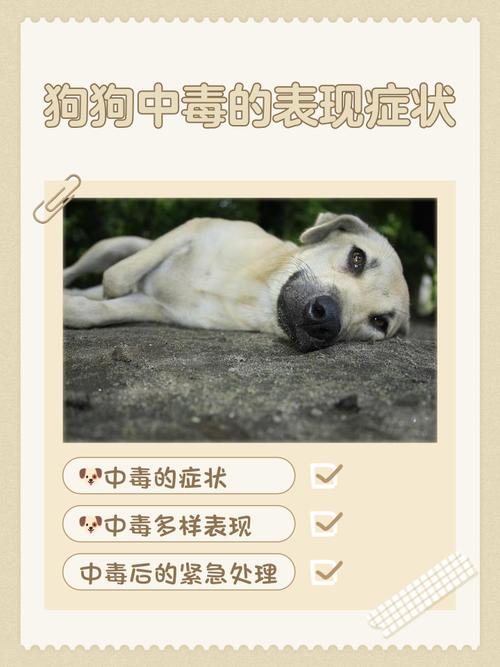 狗狗中毒后好转症状有哪些