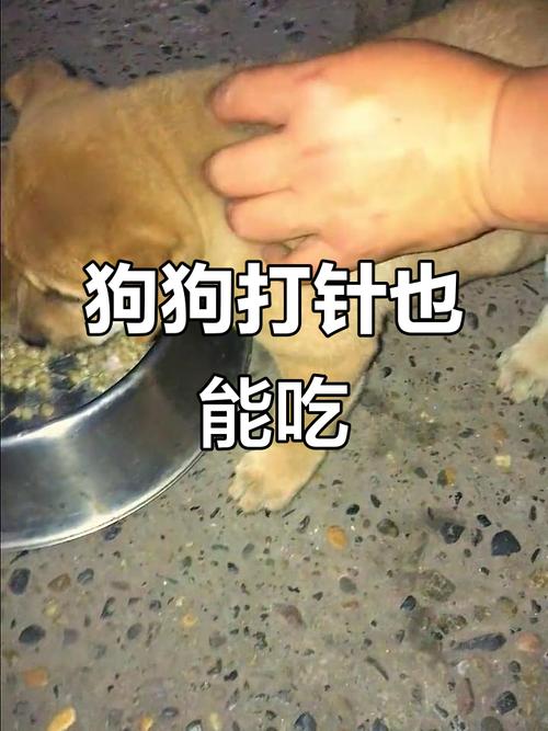 狗打疫苗之前能吃饭吗