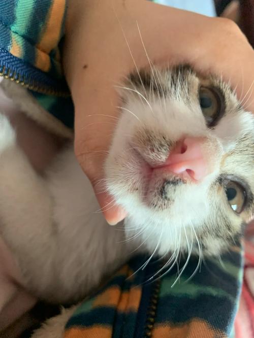 猫胡子根部毛孔黑(猫的胡子根部发黑)