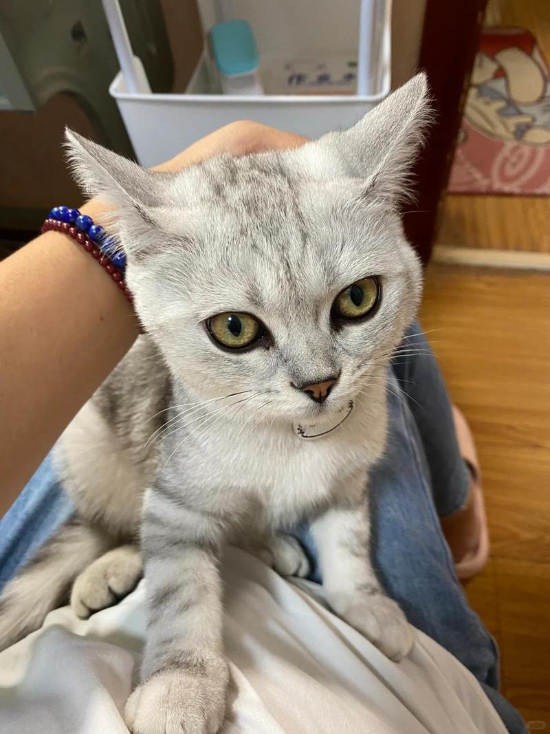 猫咪胡子为什么有黑色