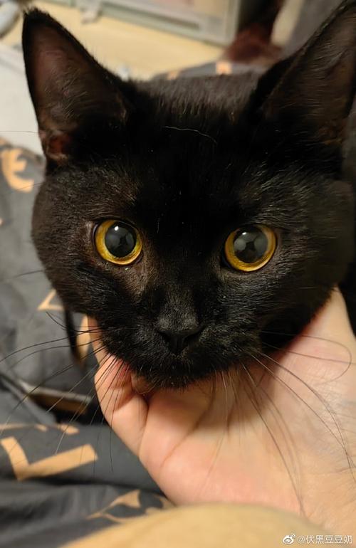 为什么猫咪胡须会变黑了