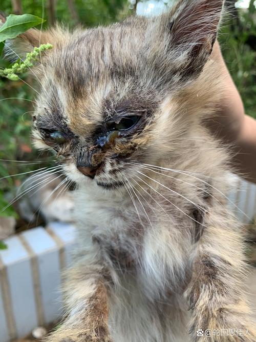 猫咪为什么会胡子变黑