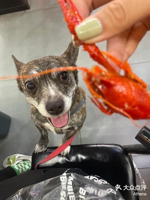 狗狗可以吃小龙虾吗