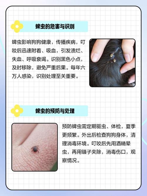 狗狗身上很多很多针尖大小的虫子,该怎么处理?