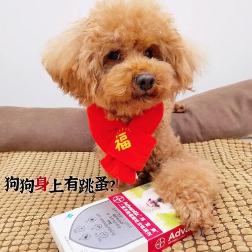 狗狗身上的红色虫子是什么东西