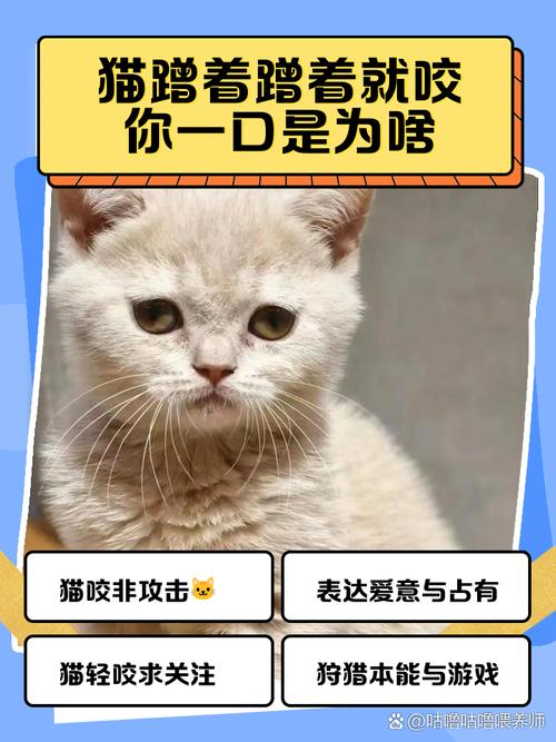 小猫咪平时很乖为什么一到床上就会咬人?