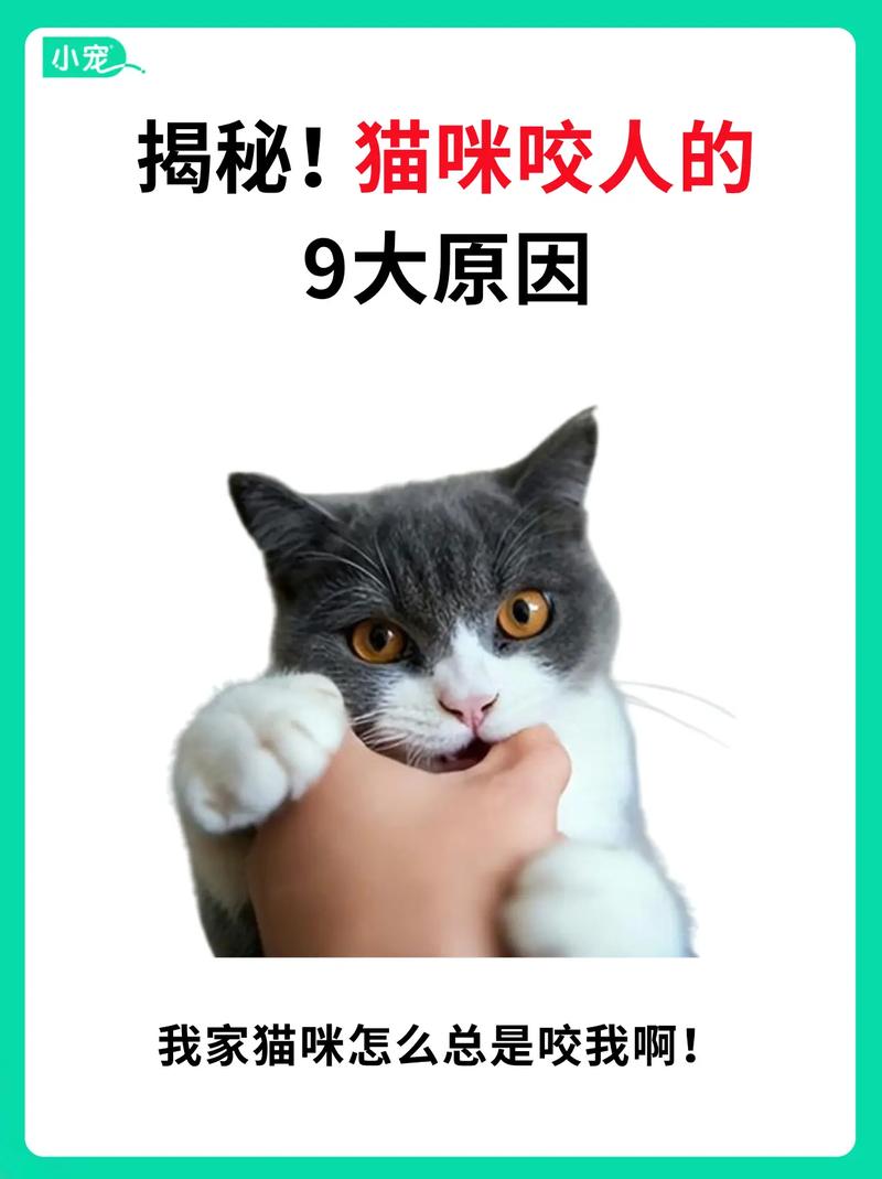 猫咪为什么咬我但不咬伤我